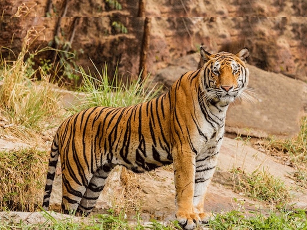 आजदेखि बाघ गणना